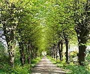 Zufahrt über die Lindenallee